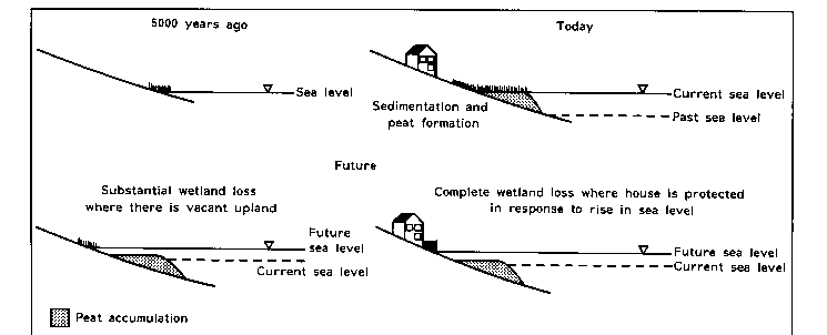 Why Will We Lose Marshes?