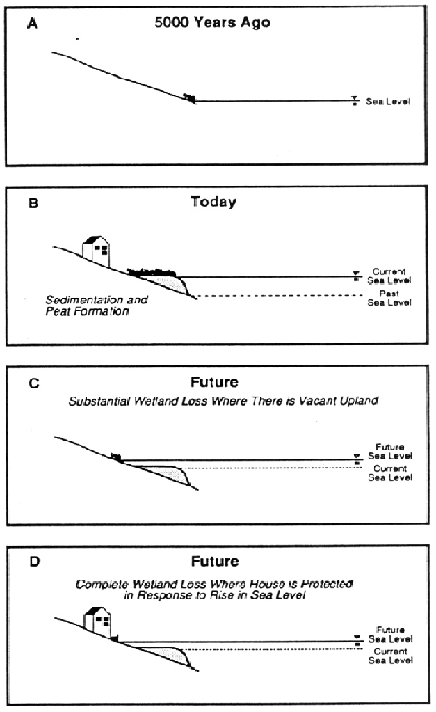 Why Will We Lose Marshes?