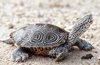 Diamondback Terrapin
