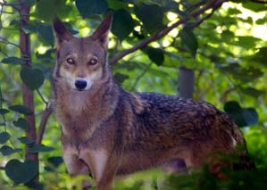 Red Wolf
