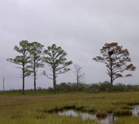 Marsh drowning and hummock in Dorchester County, Maryland.